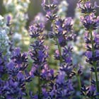 files/blumen/lavendel.jpg